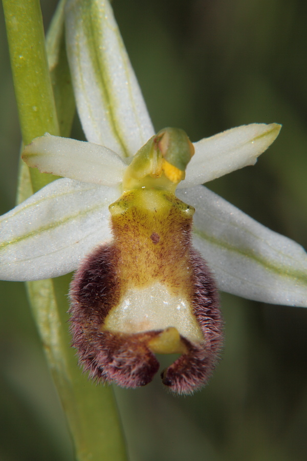 Ipocromia di Ophrys bertolonii